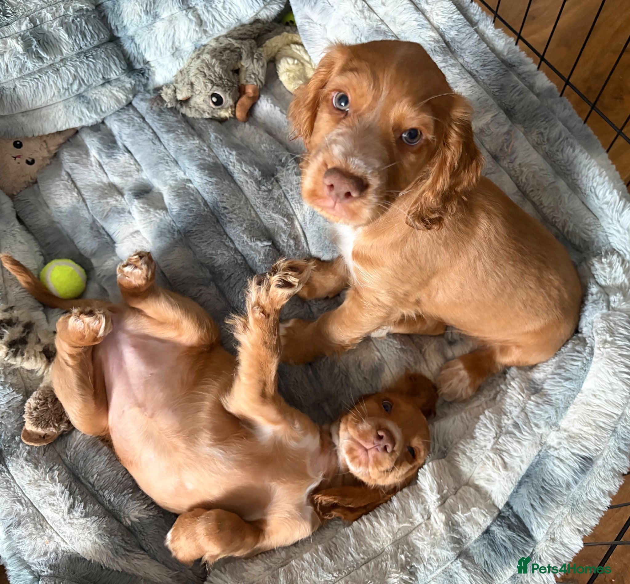 Cocker Spaniel dogs Cocker Spaniels - Advert 1