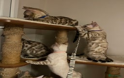 Bengal cats for sale:  Beautiful Bengal ready to reserve - Image 21