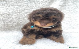 Cockapoo dogs for sale: Stunning cockapoo’s  - Image 12