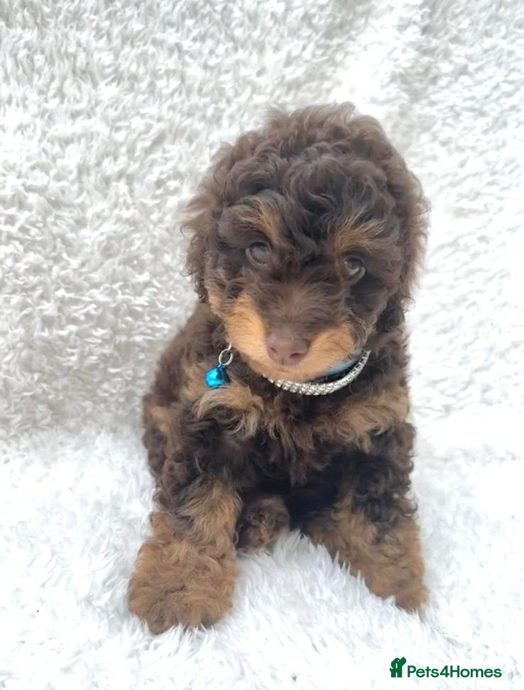 Cockapoo dogs for sale: Stunning cockapoo’s  - Image 12