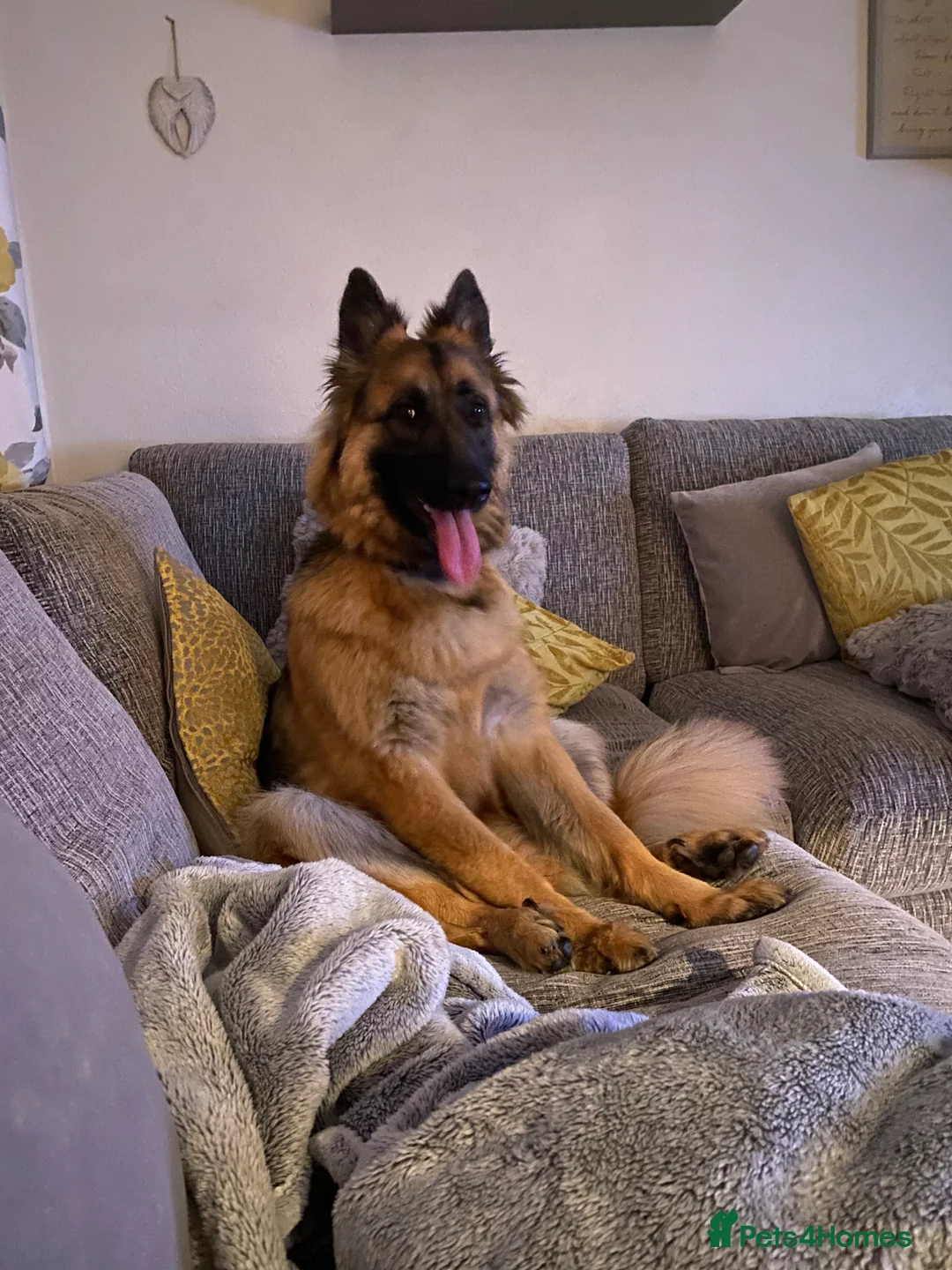German Shepherd dogs for sale: Bella - German Shepherd looking for a forever home - Advert 17
