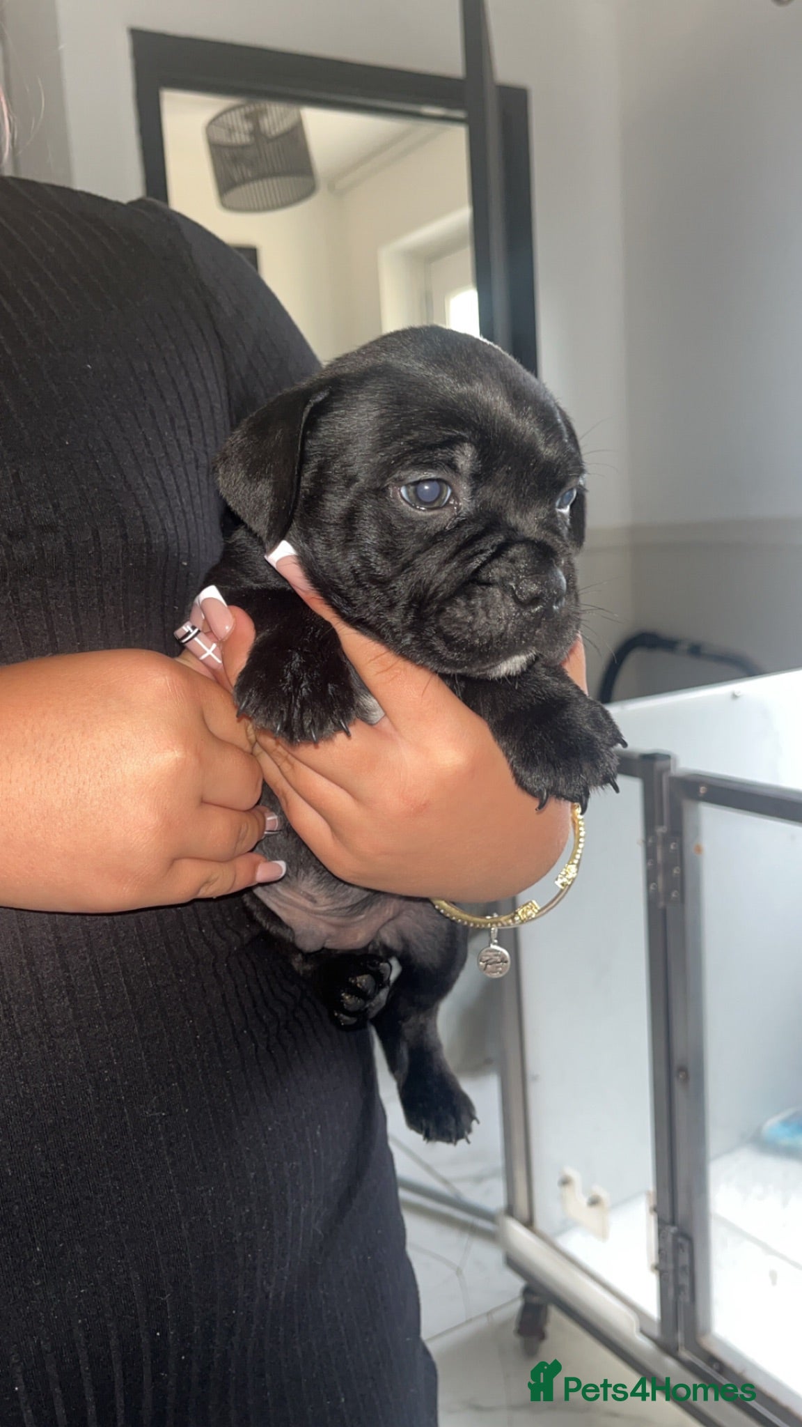Staffordshire Bull Terrier dogs Beautiful Staffordshire Bull Terrier Pups - Advert 13