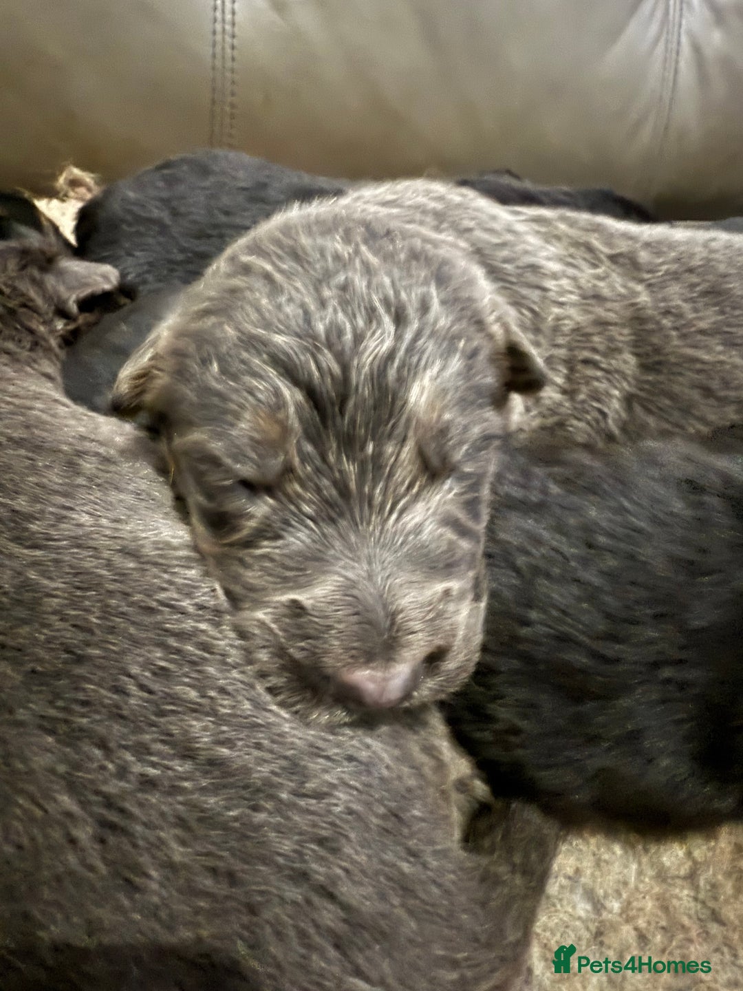 German Shepherd dogs for sale: KC GSD long coat.  Fantastic bloodlines.  - Advert 7