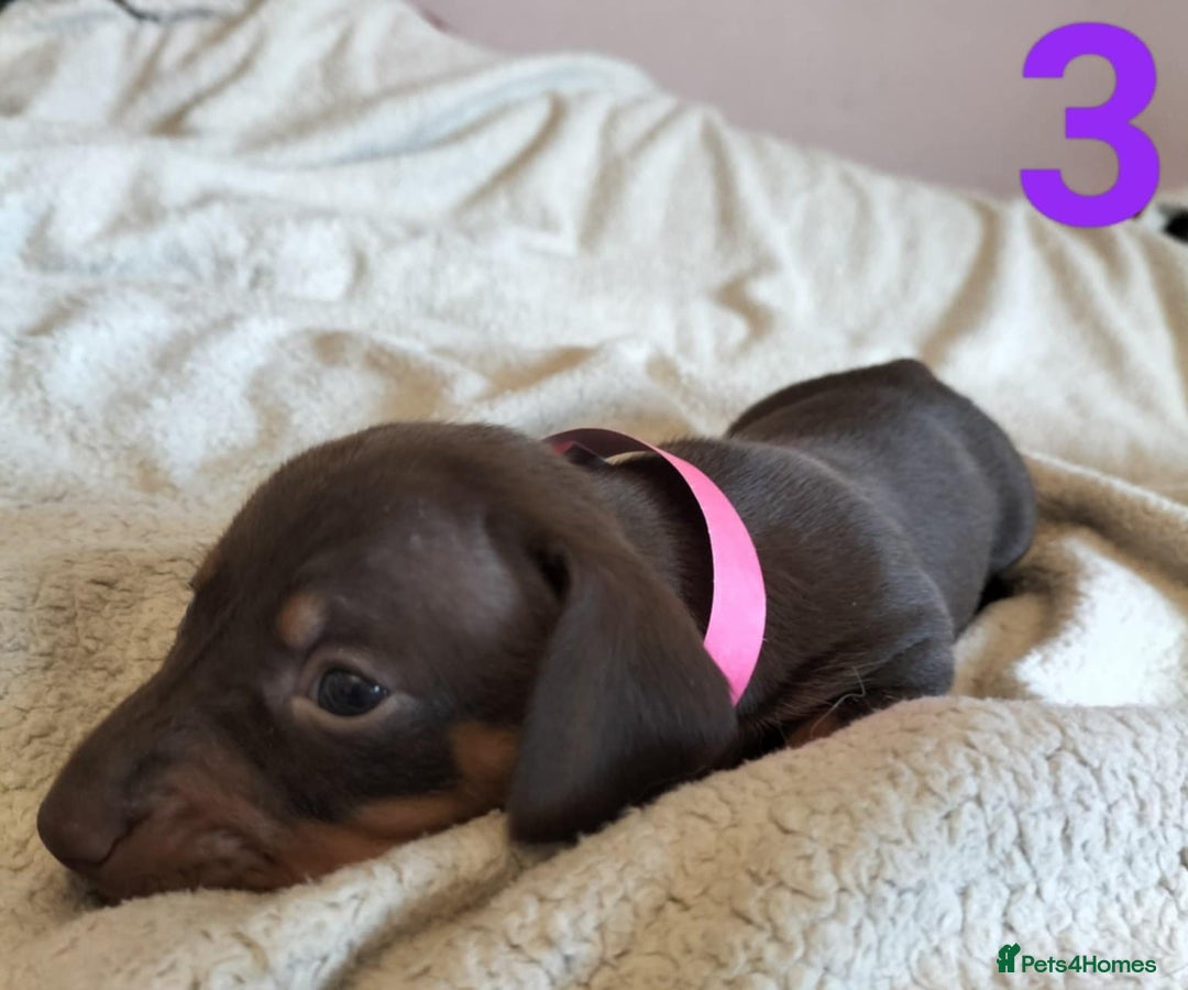 Miniature Dachshund dogs for sale: Stunning Miniature Dachshund Puppies 2 Week Old - Advert 12