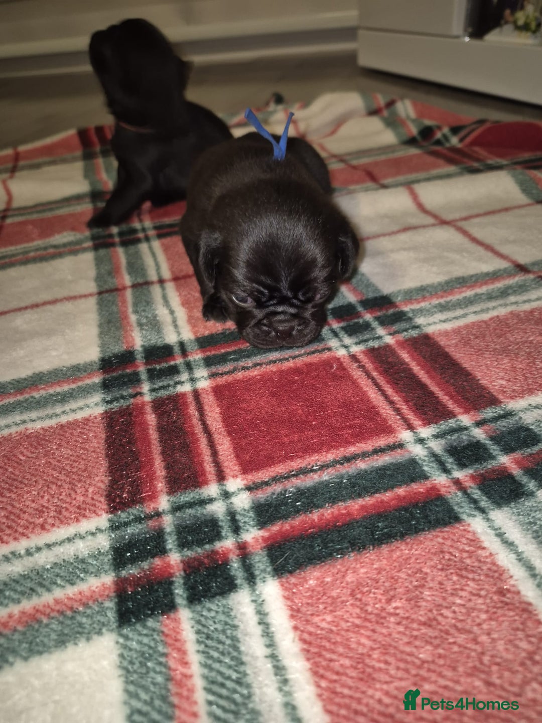 Pug dogs for sale: Pug puppies 🐶  - Image 5