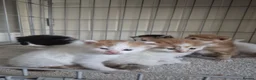 Mixed Breed cats for sale: Beautiful babies needing forever homes - Advert 3