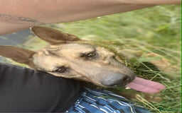 Mixed Breed dogs for adoption: KODA - 5 years old, Shepherd Mix, Boy - Image 5