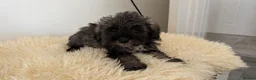 Schnoodle dogs for sale: Schnoodle puppies for sale  - Advert 11