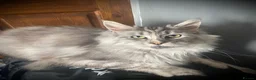 Maine Coon cats for sale: Registered Active Silver Torbie Female Maine Coon  - Advert 3