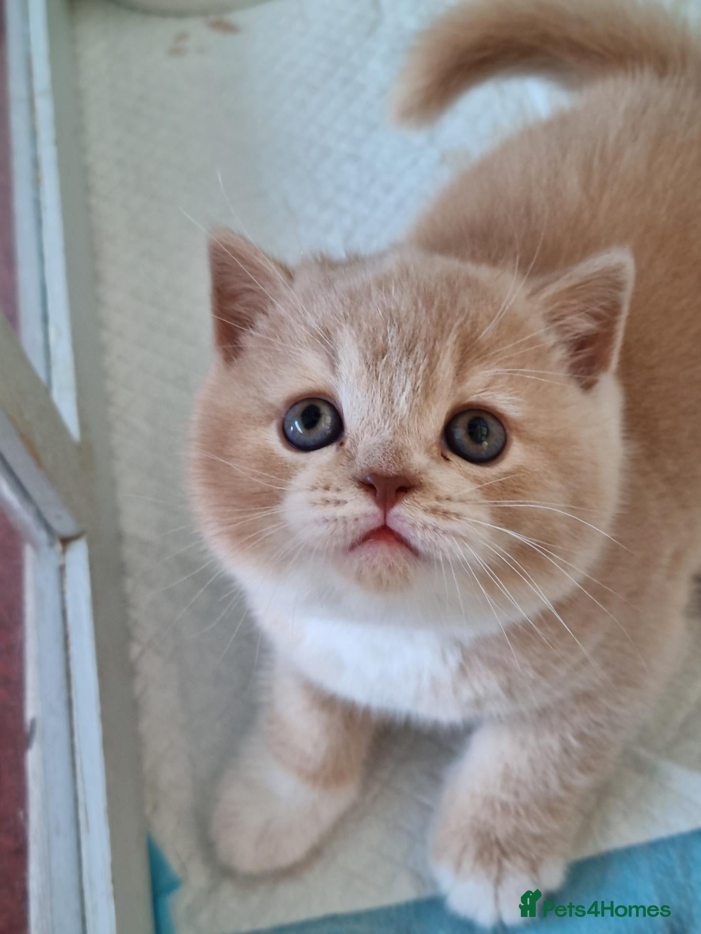 British Shorthair cats Cream British Shorthair bi colour boy. - Advert 1