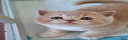 British Shorthair cats for sale: Cream British Shorthair bi colour boy. in Newport - Advert 1