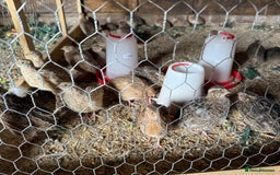 Quail poultry for sale: Jumbo Coturnix Japanese Quail chicks  - Image 5