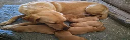 Labrador Retriever dogs for sale: Beautiful labrador puppies - Advert 12