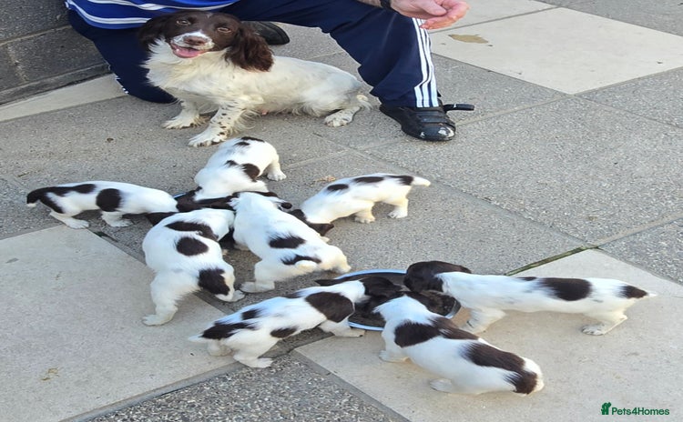 English Springer Spaniel dogs - Advert 1