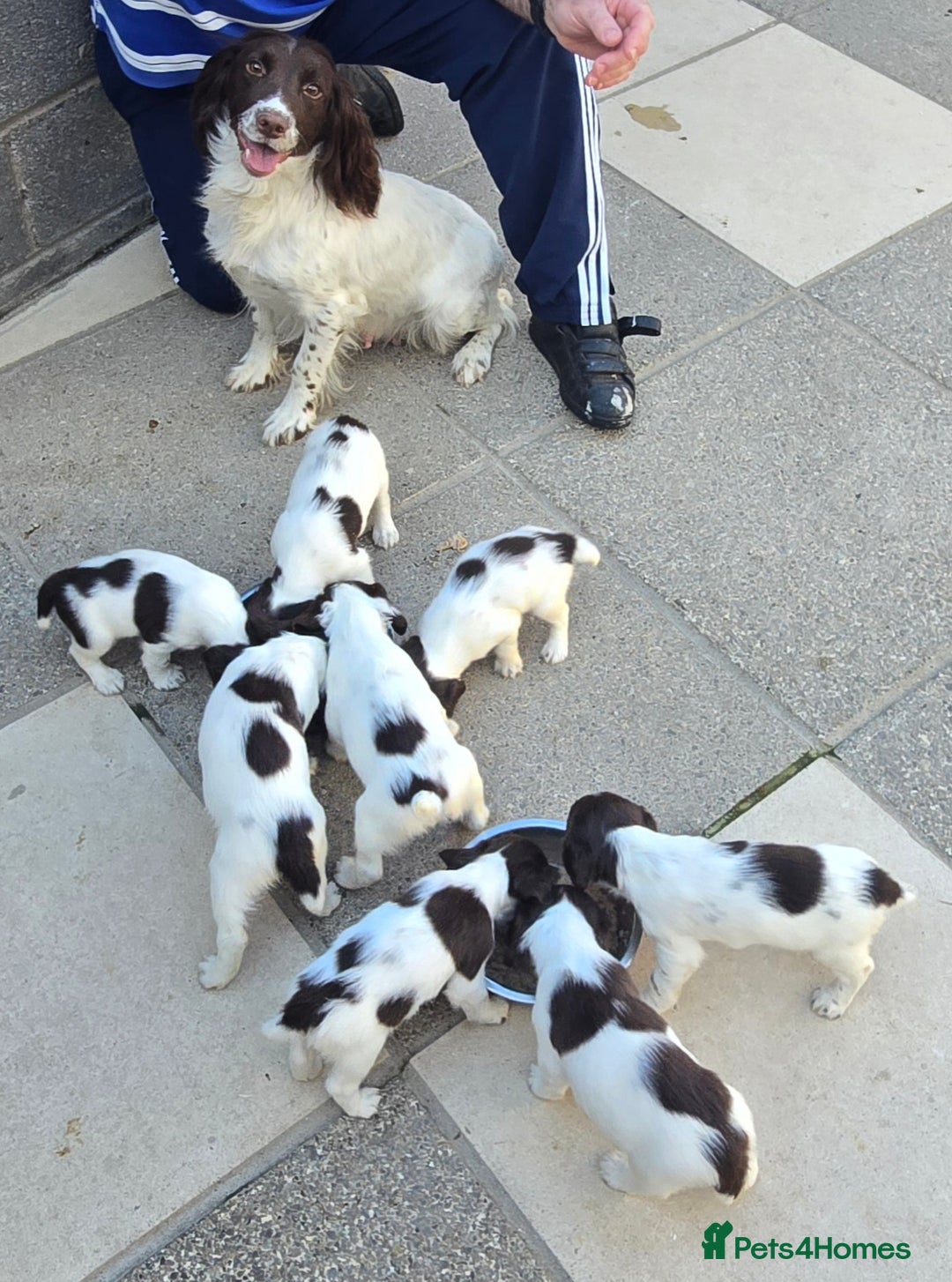 English Springer Spaniel dogs for sale: KC Working English Springer Spaniel Puppies - Image 1