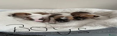 Jack Russell 1