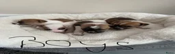 Jack Russell dogs for sale: Jackrussel pups  - Advert 2