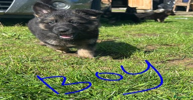 German Shepherd dogs - Advert 2