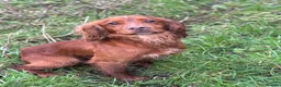 Sprocker dogs for sale: Beautiful Working Cocker Pups  - Advert 11