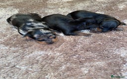 Miniature Pinscher dogs for sale: Gorgeous Rare miniature pinscher puppies for sale - Advert 2