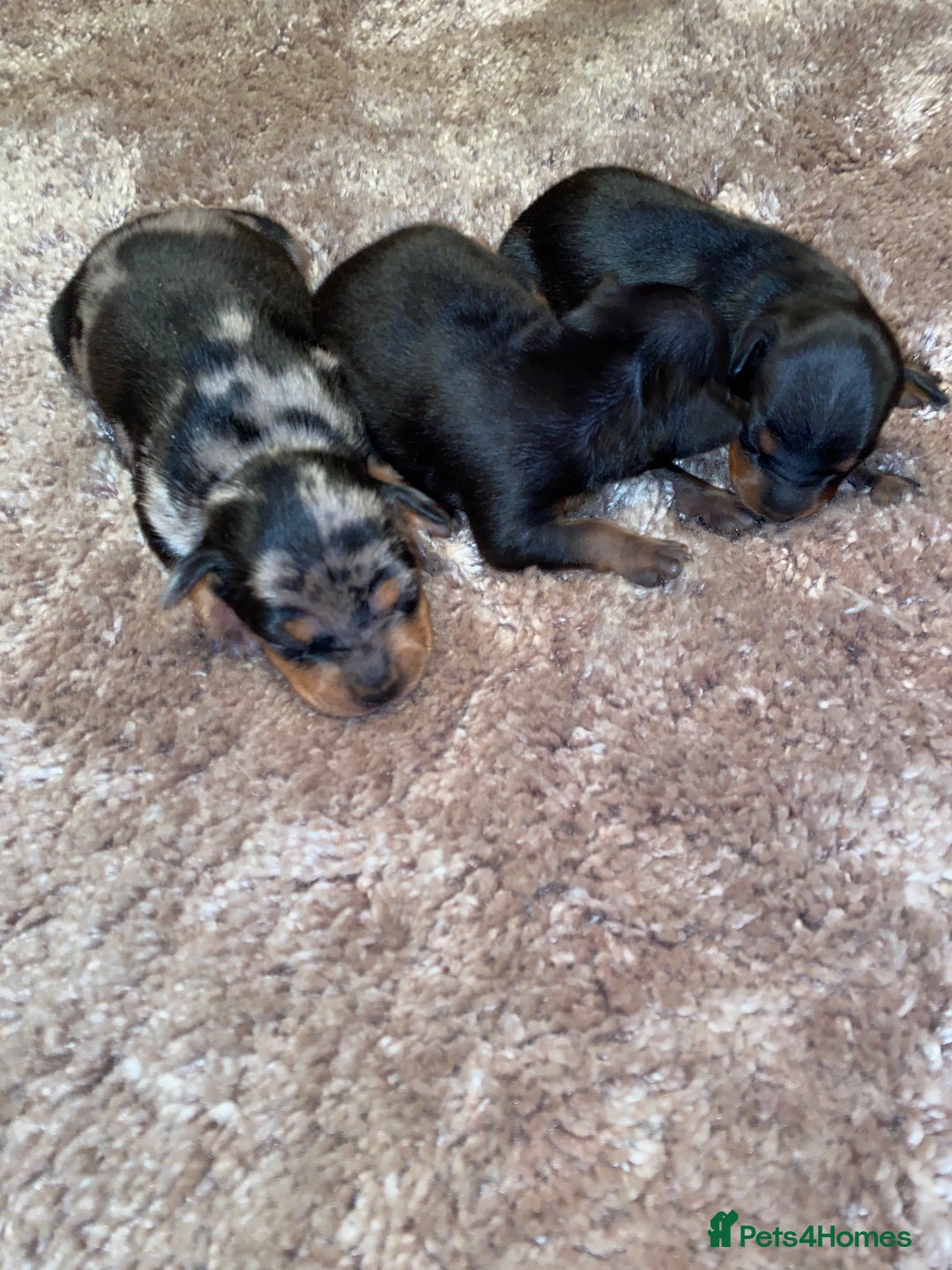 Miniature Pinscher dogs for sale: Gorgeous Rare miniature pinscher puppies for sale - Advert 2