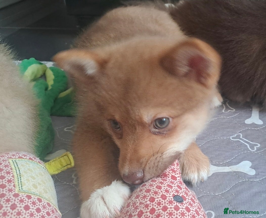 Pomsky dogs 💚Green eyed F4 Pomskys pups. Now Reduced  - Advert 2