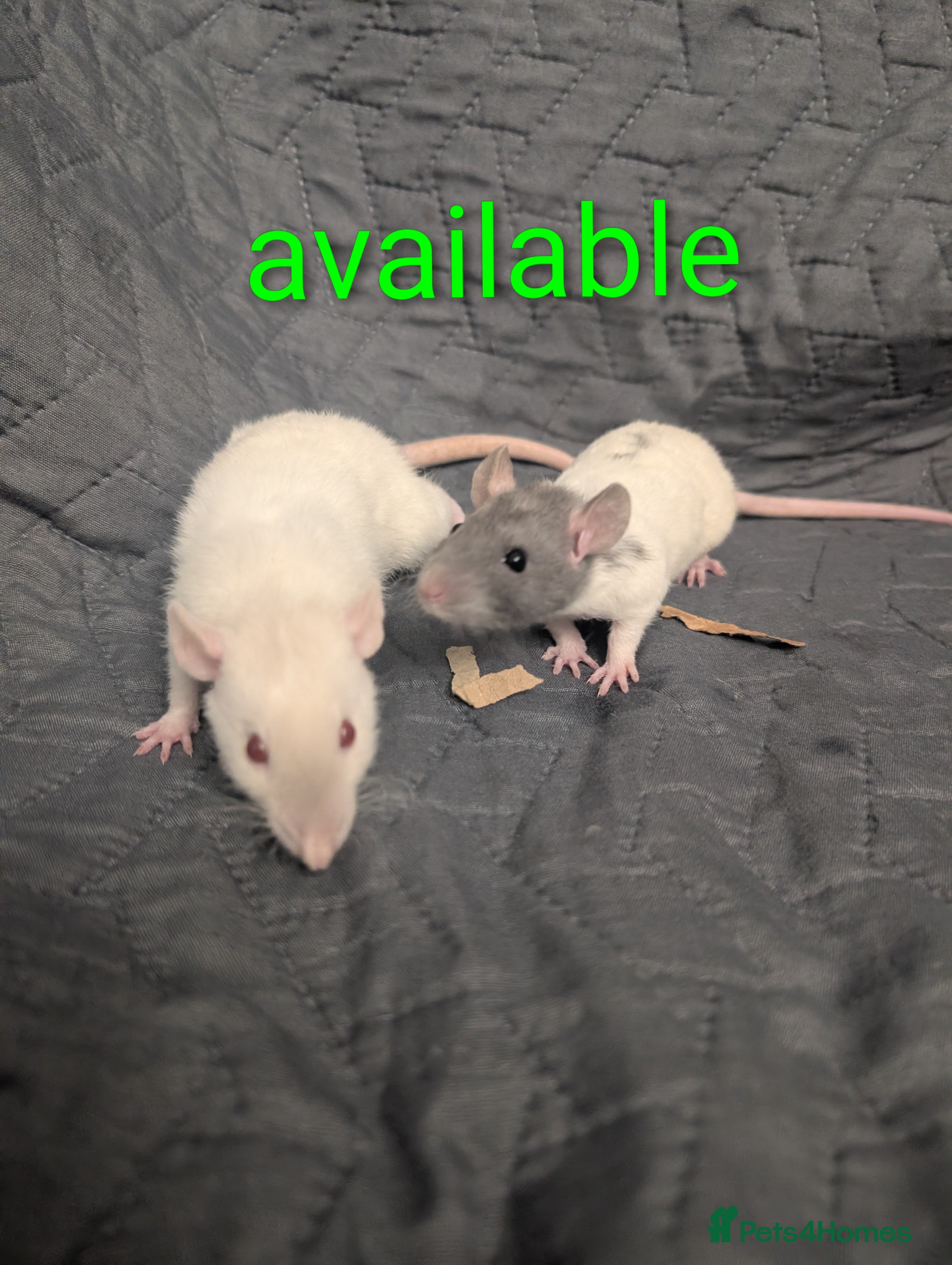 Rat rodents Rex baby rats !! - Advert 5