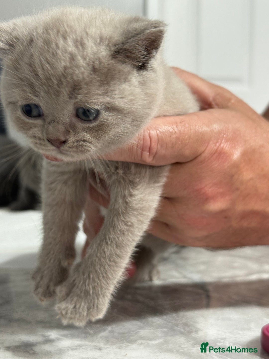 British Shorthair cats for sale: British blue shorthair in Bradford - Image 9