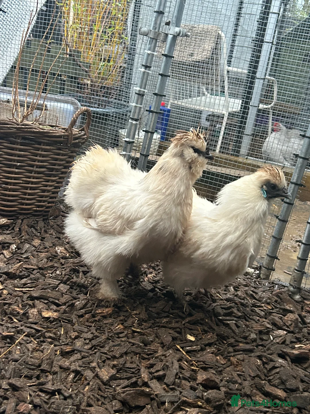 Chickens poultry for sale: POL Silkie Bantams For Sale - Advert 3