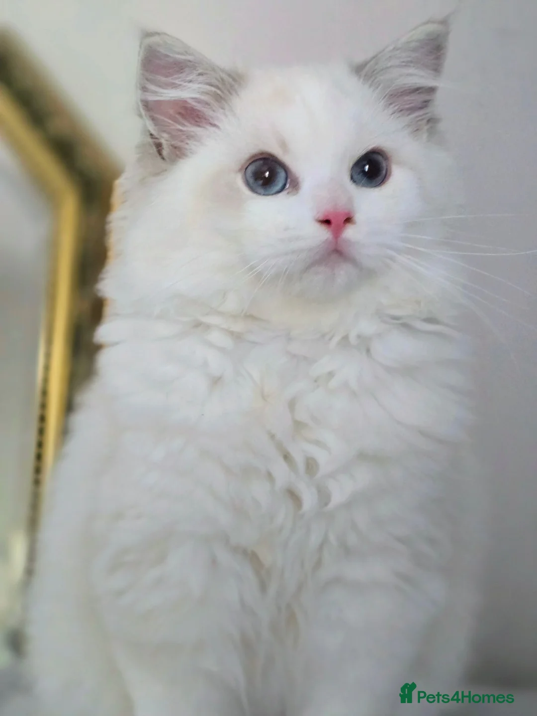 Ragdoll cats for sale: Beautiful Pedigree Ragdoll Kittens 💘Ready Now 💘 in Southsea - Advert 19