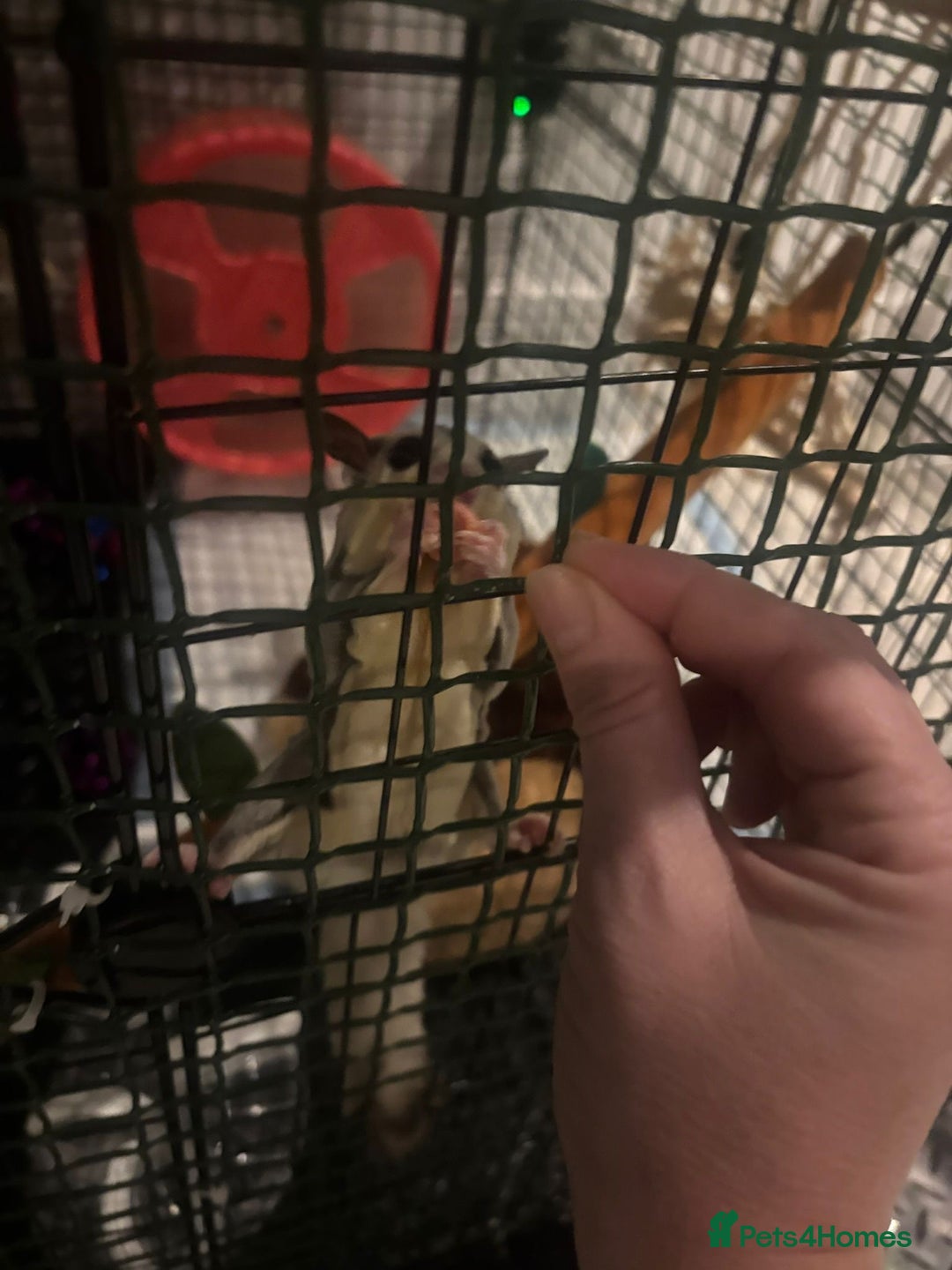 Sugar Glider rodents for sale: Breeding pair sugar gliders  - Advert 5