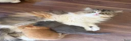 Mixed Breed cats for sale: gorgeous male half persian kitten! 🐱  - Advert 5