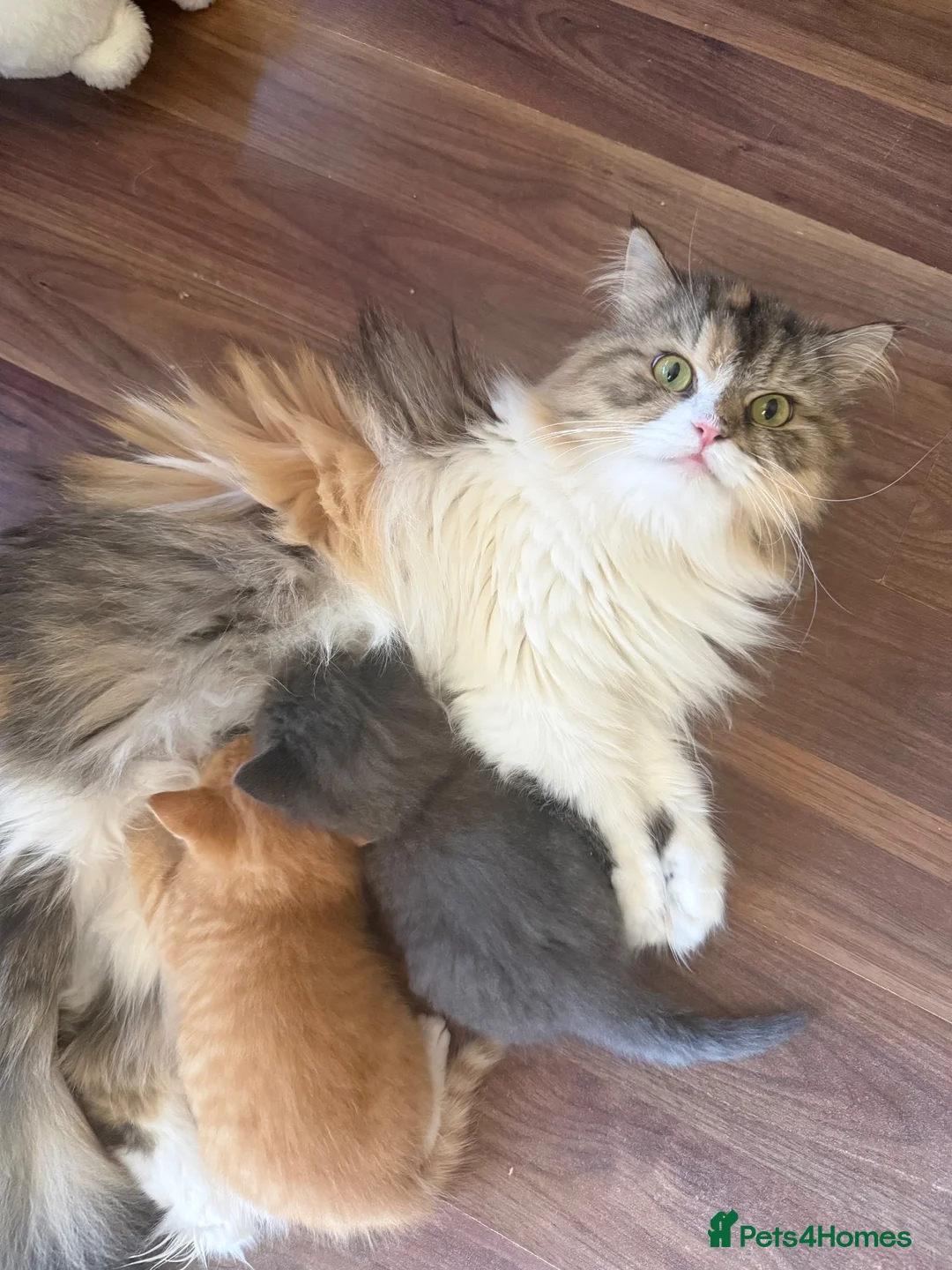 Mixed Breed cats for sale: gorgeous male half persian kitten! 🐱  - Advert 5
