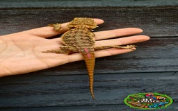 Bearded Dragon reptiles for sale: Bearded dragons for sale (Price reduced) - Image 4