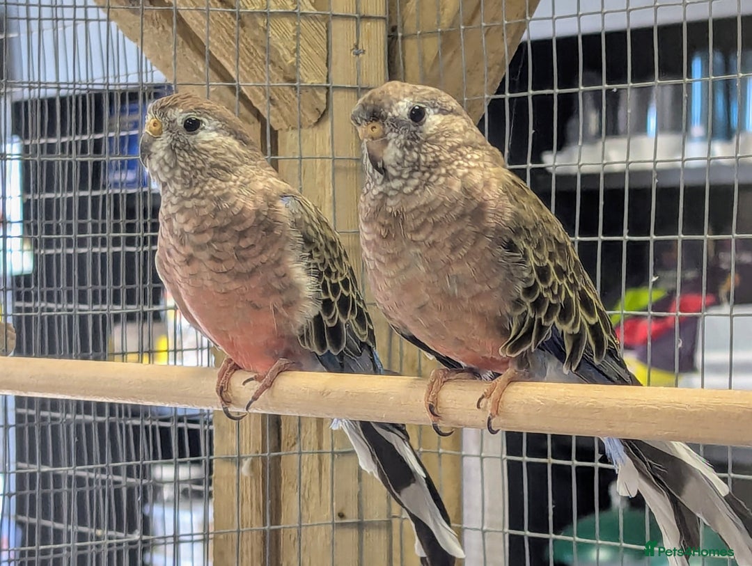 Budgerigars birds for sale: Budgies-Cockatiels-Conures- Love Birds- Bourkes- - Image 7