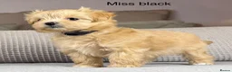 Maltipoo dogs for sale: A BEAUTIFUL ARRAY OF COLOURS AND LOVELINESS  - Advert 8