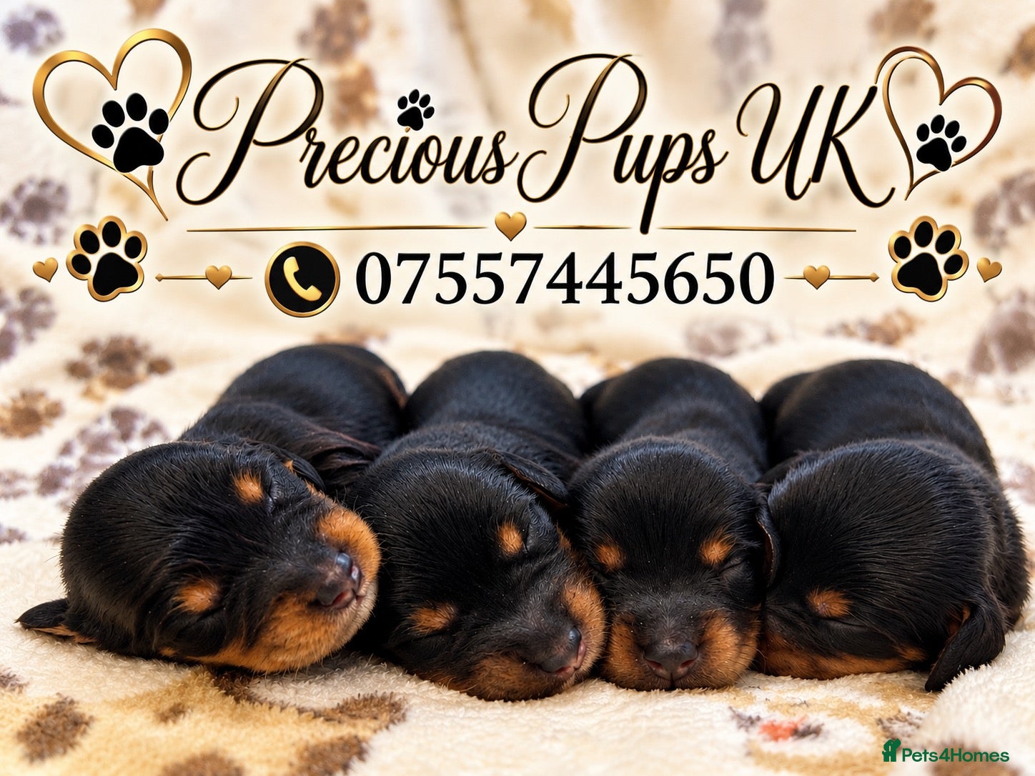 Miniature Dachshund dogs for sale: 🤎Miniature Long-Haired Dachshund Puppies🤎 - Advert 1
