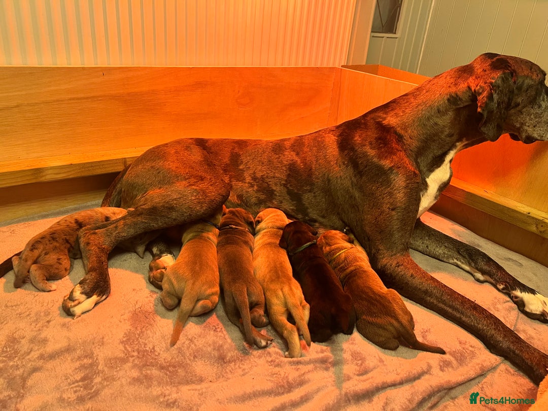 Great Dane dogs for sale: Great Dane puppy’s  - Image 14