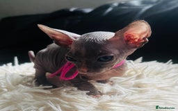 Sphynx cats for sale: Sphynx kittens - Image 5