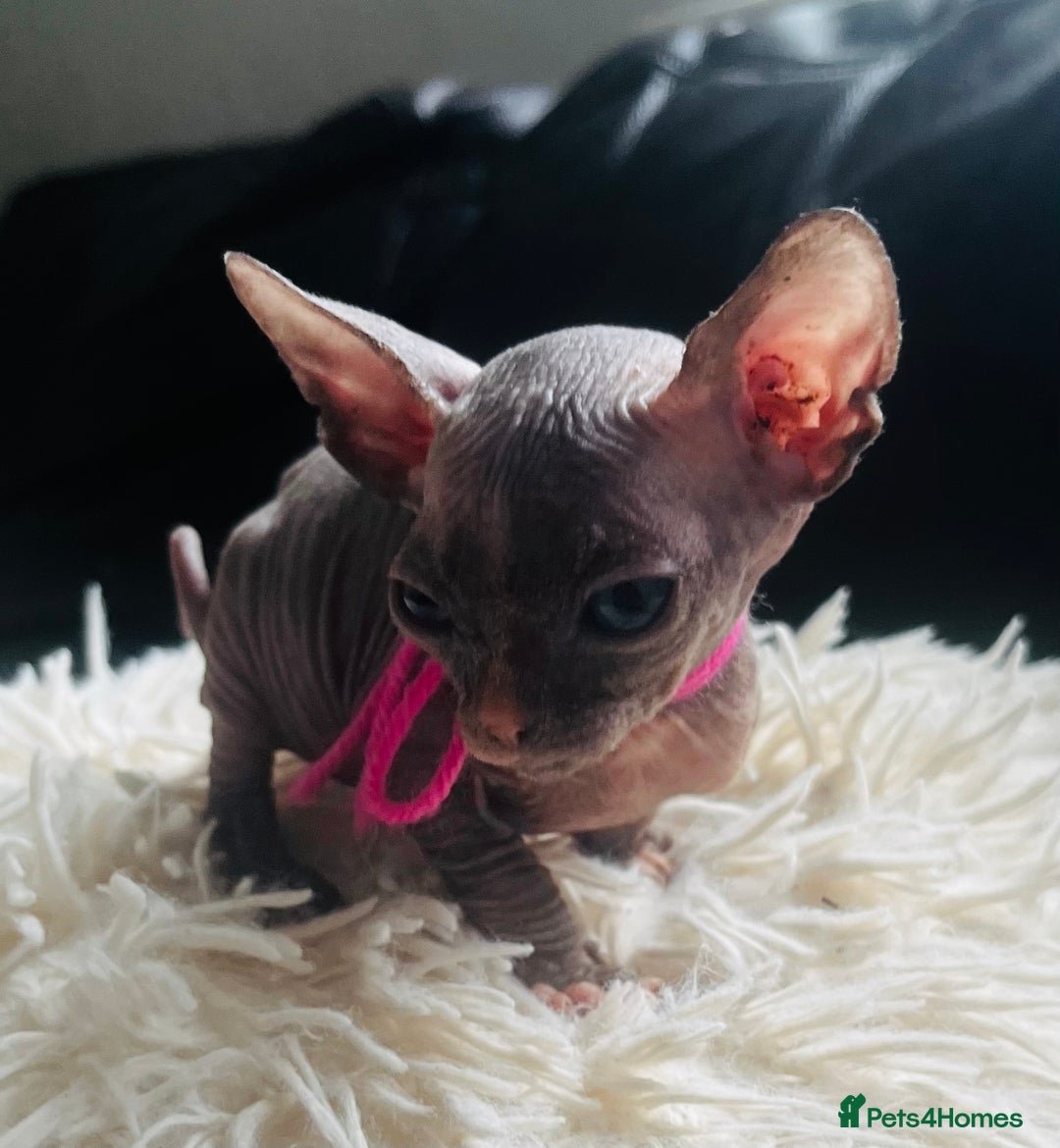 Sphynx cats for sale: Sphynx kittens - Image 5