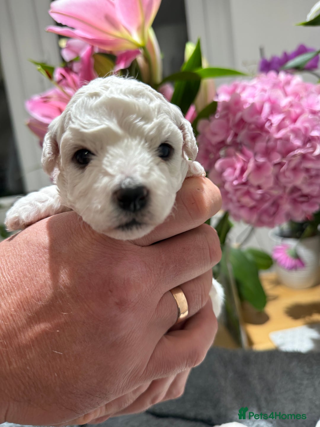 Bichon Frise dogs for sale: “Irresistibly Cute Pedigree Bichon Frise Girls”  - Image 4