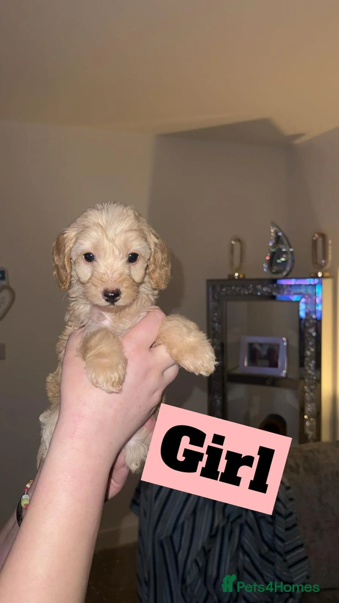 Cockapoo dogs for sale: F1b cockerpoo  - Advert 3