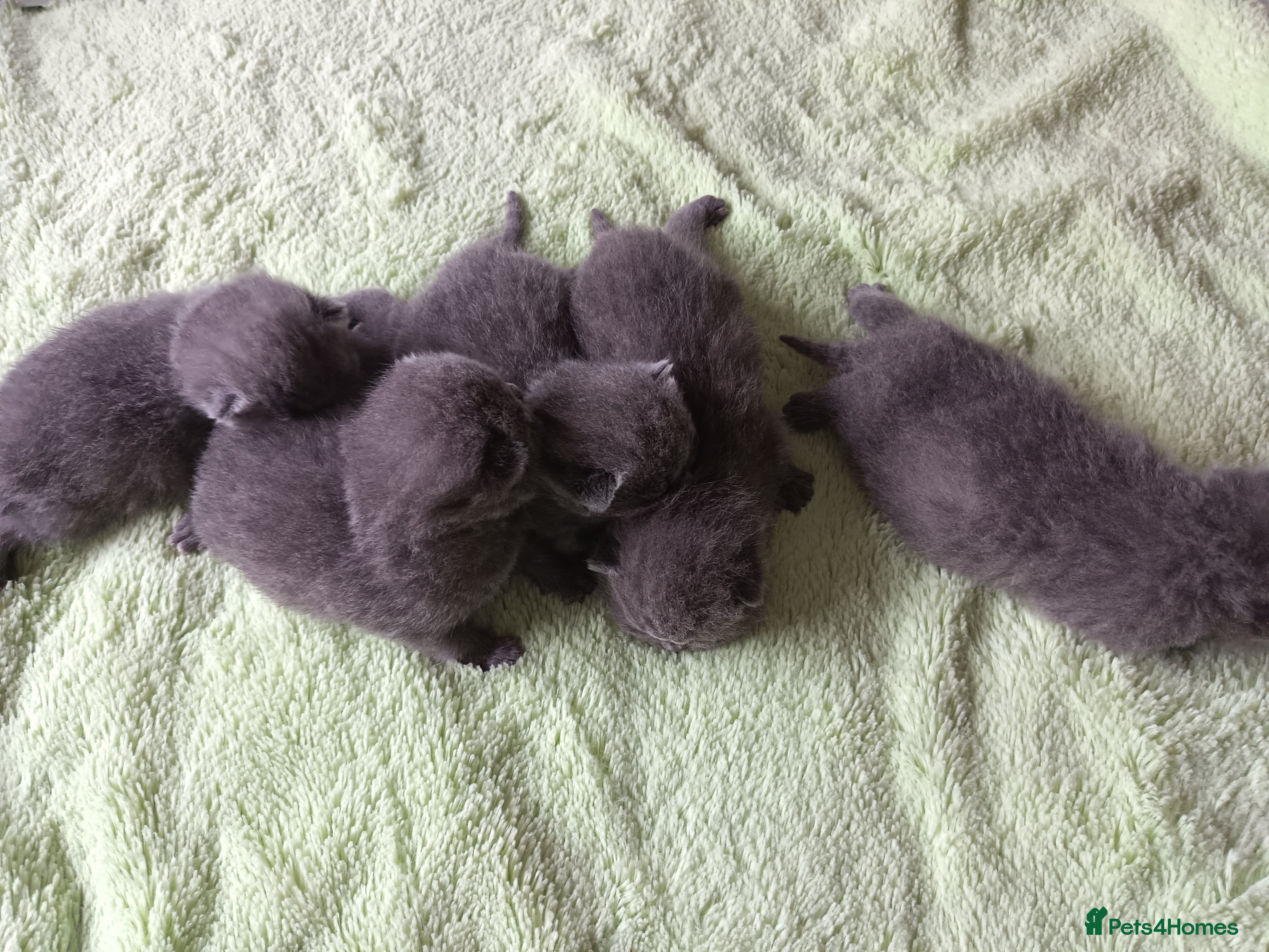 British Shorthair cats Gccf registered blue BSH kittens - Advert 7