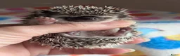 Pygmy Hedgehog rodents for sale: Gorgeous Hoglets Ready to Reserve Now - Advert 9
