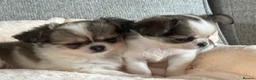 Pomchi dogs for sale: Beautiful female pomchi - Advert 21