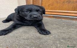 Mixed Breed dogs for sale: Last 3 Lovely Puppies looking forever home!! - Image 5