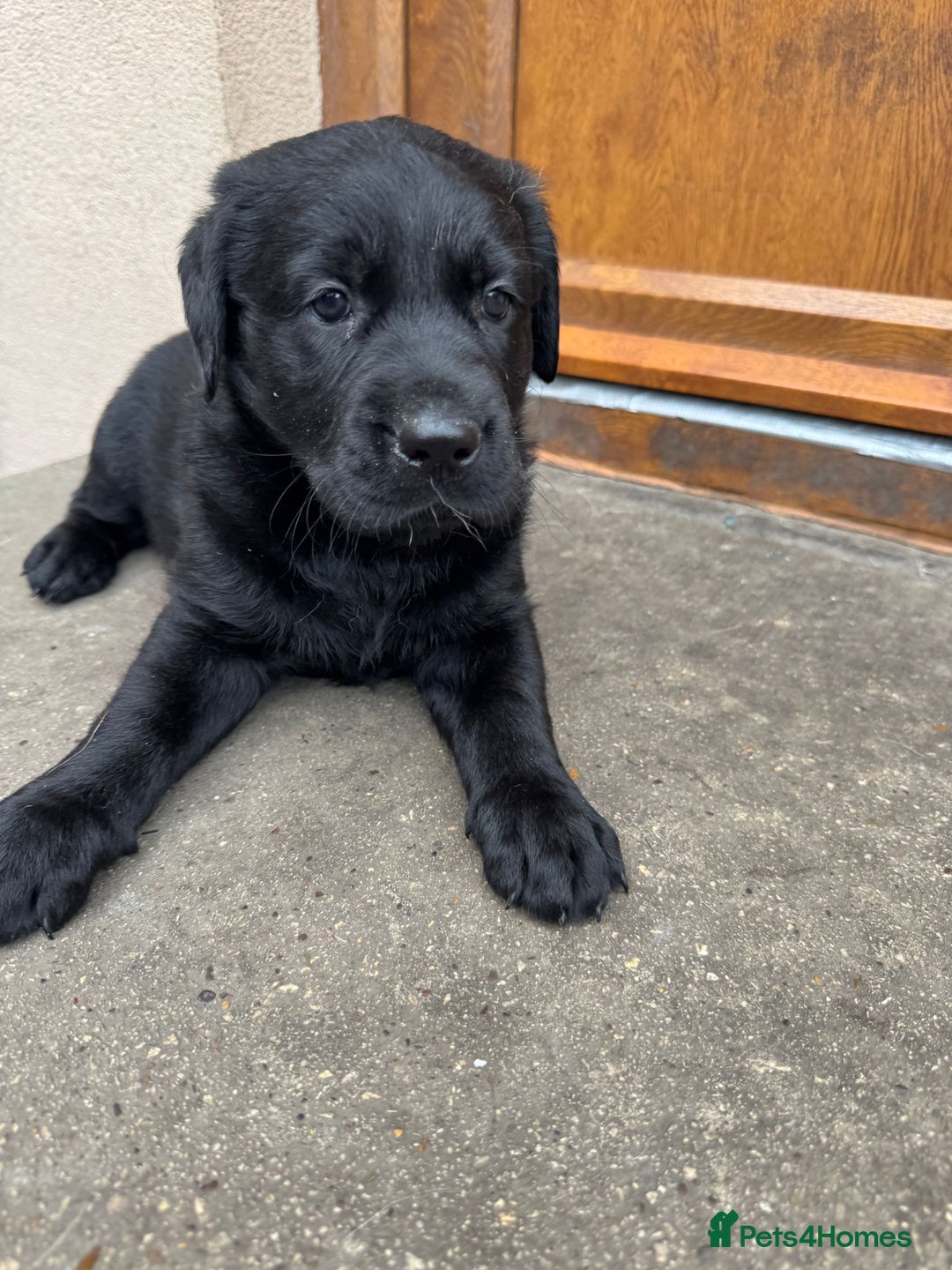 Mixed Breed dogs for sale: Last 3 Lovely Puppies looking forever home!! - Image 5