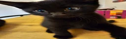 Mixed Breed cats for sale: 3 Playful Black Brother Kittens Looking for Homes - Advert 18