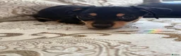 Dachshund dogs for sale: Female puppy ready to go  - Advert 6