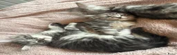 Maine Coon cats for sale: Last Beautiful Maine Coon Kitten Ready Now 🐾 - Advert 13